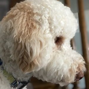 Meet your Posher, Thuy